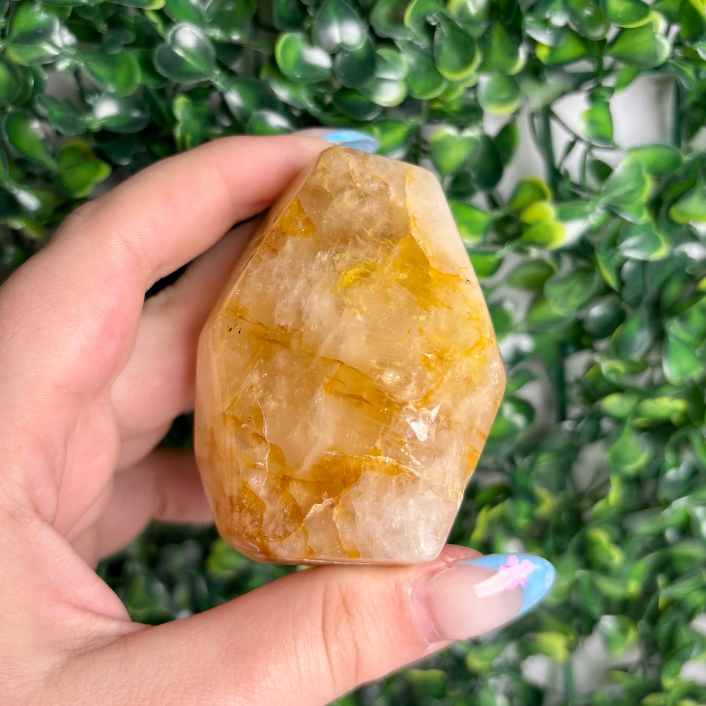 GOLDEN HEALER GUSHERS