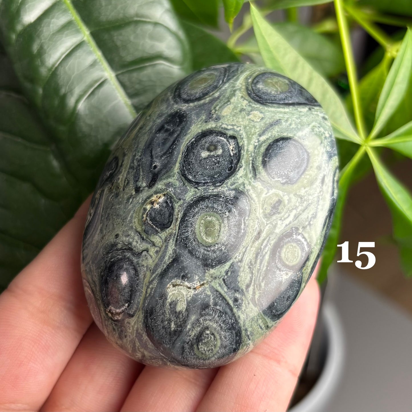 KAMBABA JASPER PALMSTONES