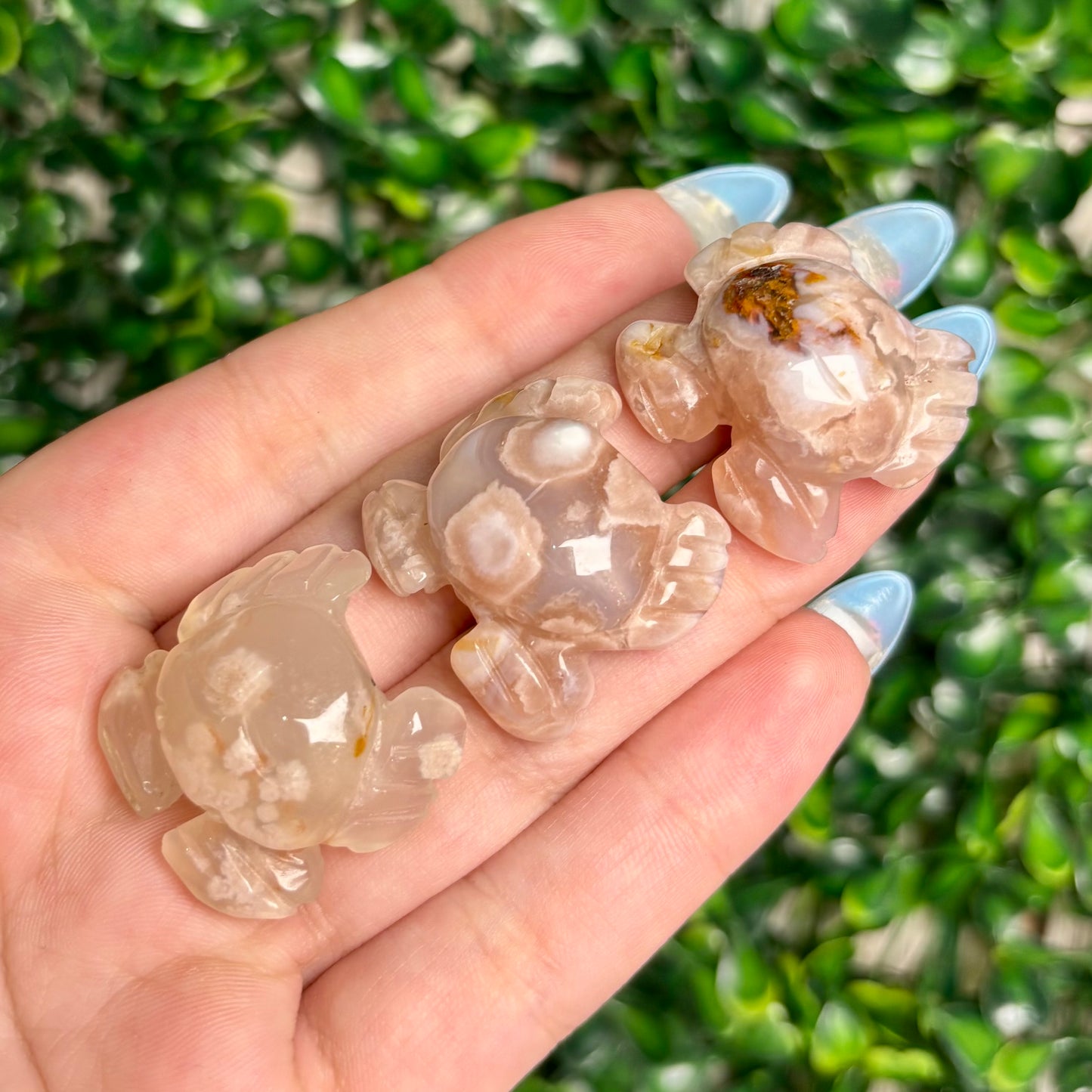 FLOWER AGATE CRAB