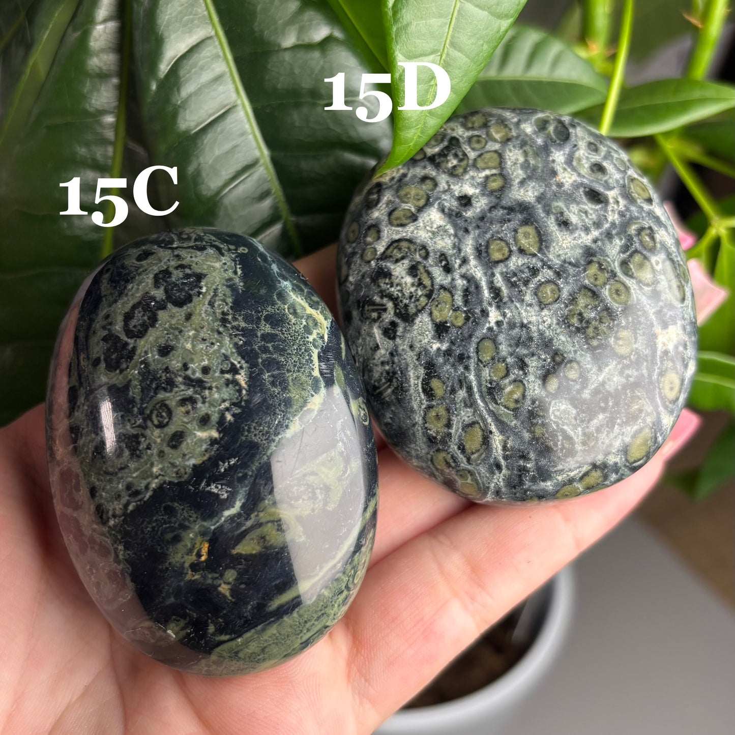 KAMBABA JASPER PALMSTONES