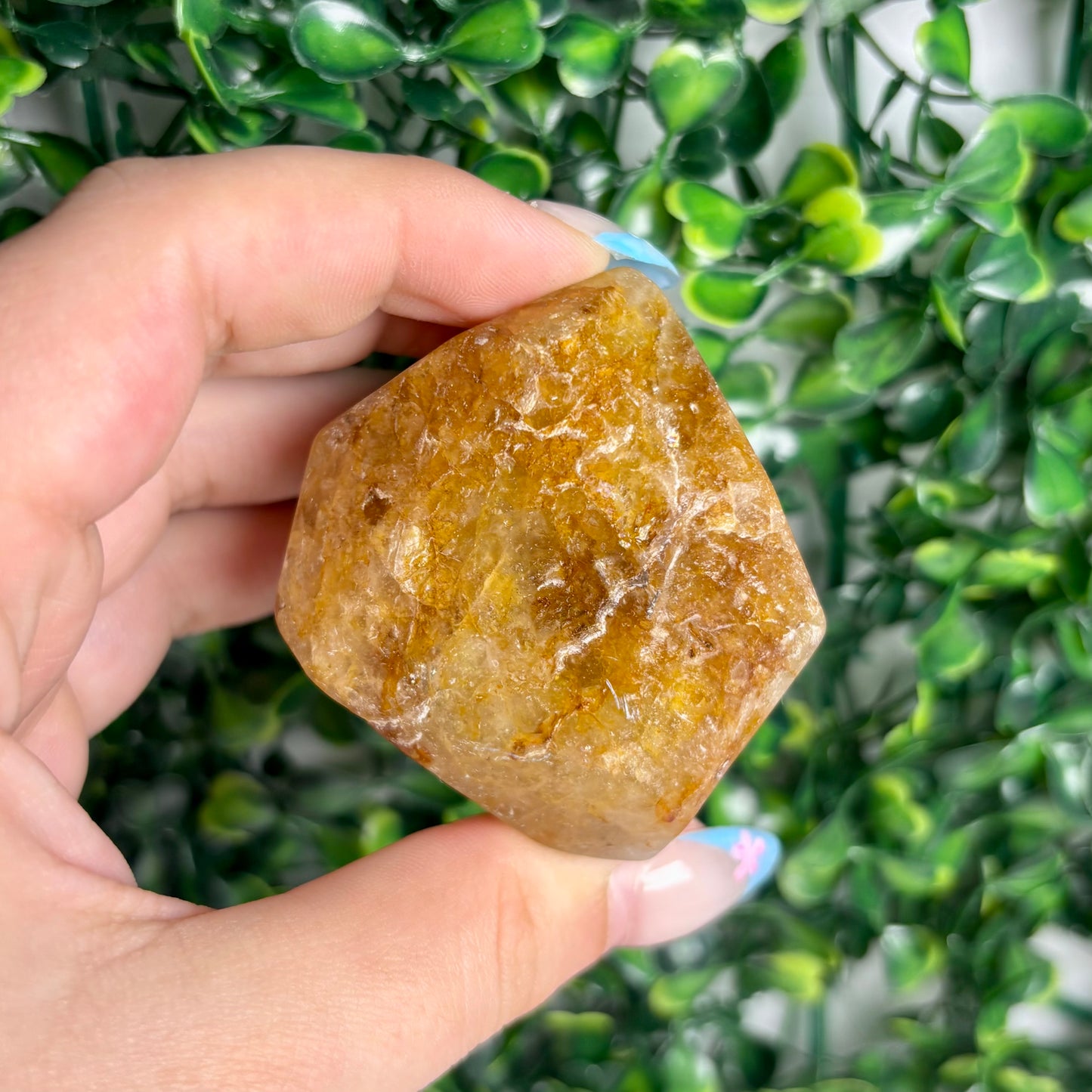 GOLDEN HEALER GUSHERS
