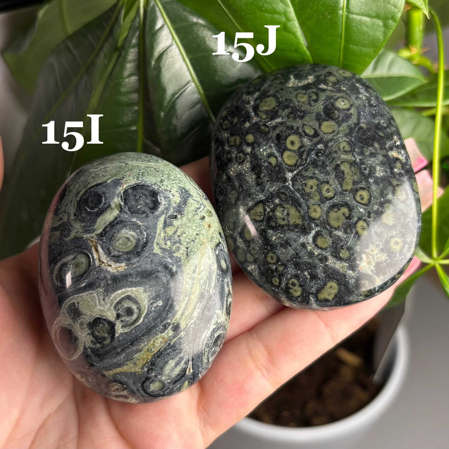 KAMBABA JASPER PALMSTONES