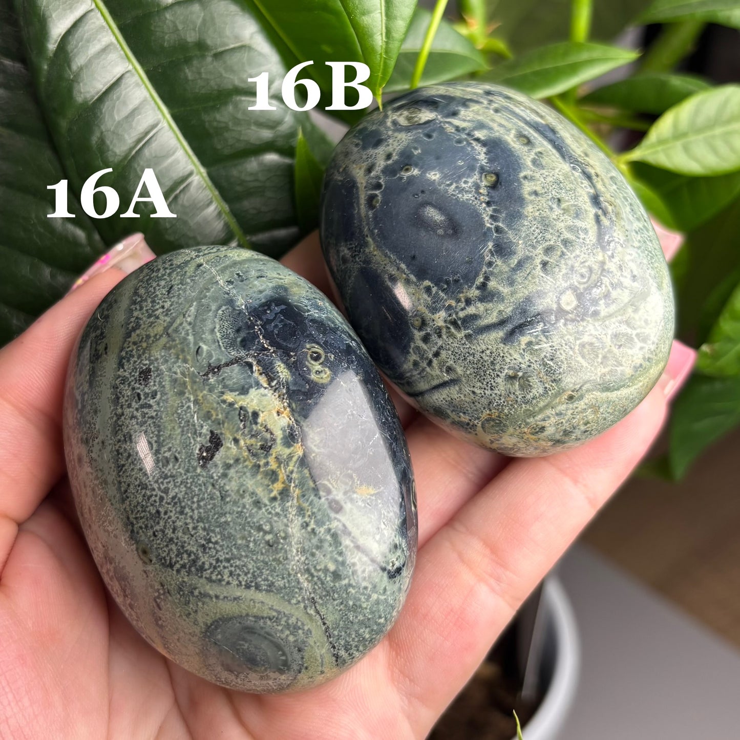 KAMBABA JASPER PALMSTONES