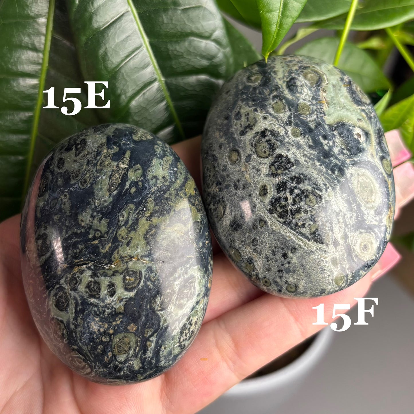 KAMBABA JASPER PALMSTONES