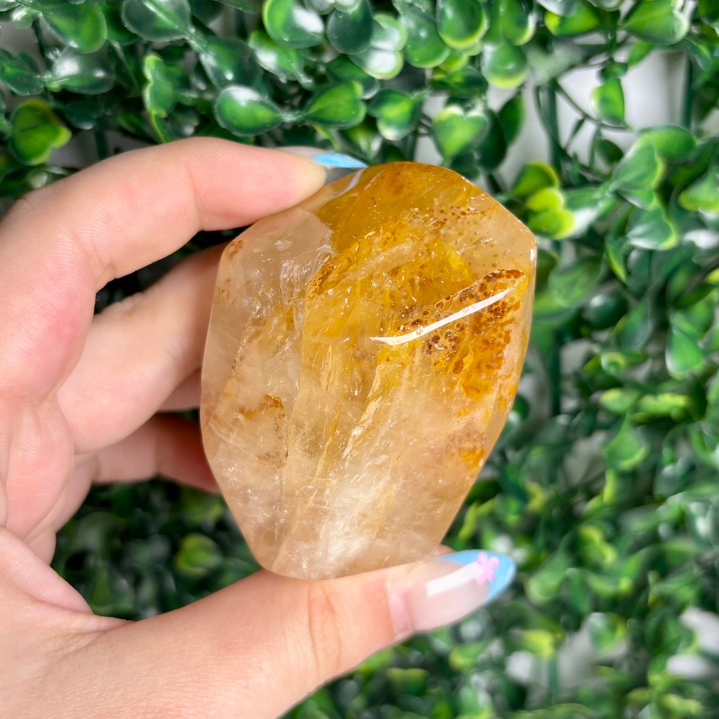 GOLDEN HEALER GUSHERS