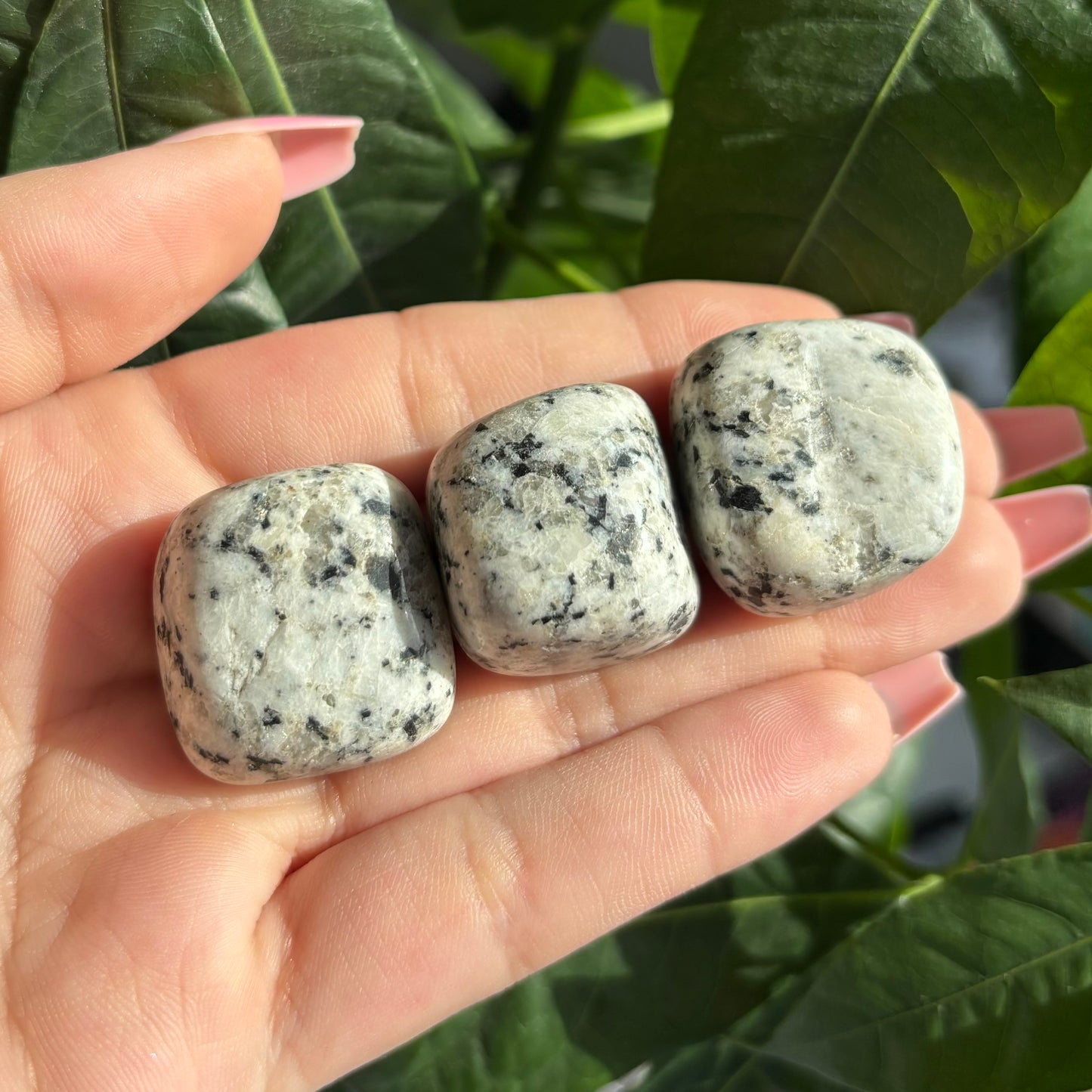 DALMATION JASPER TUMBLE