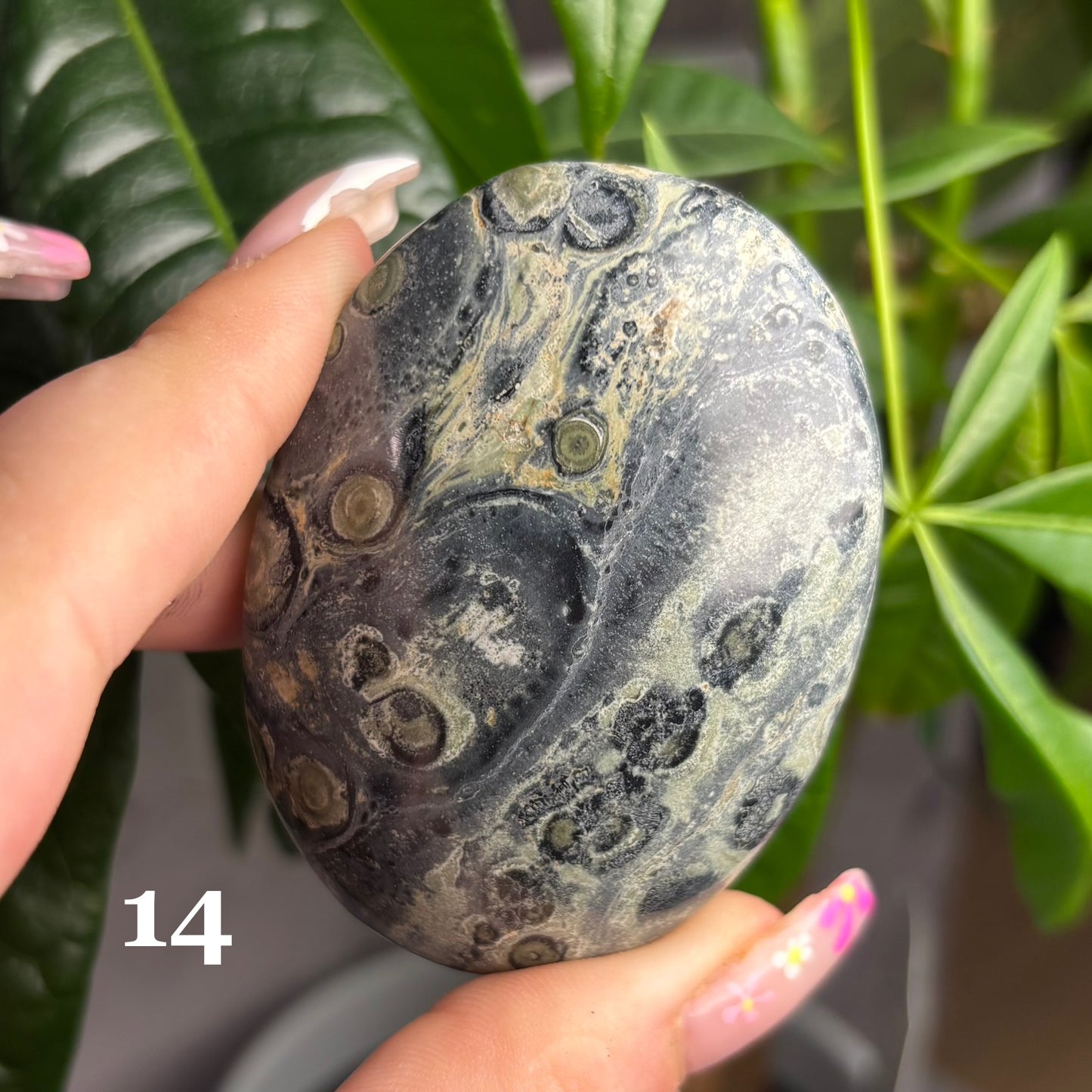 KAMBABA JASPER PALMSTONES