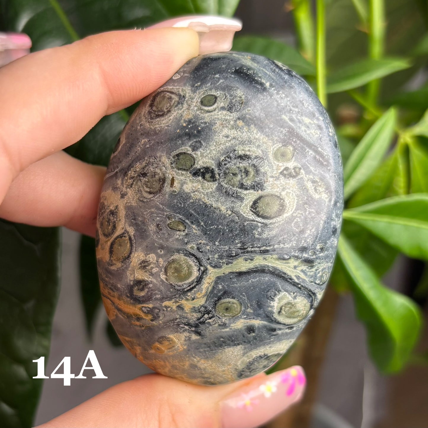 KAMBABA JASPER PALMSTONES