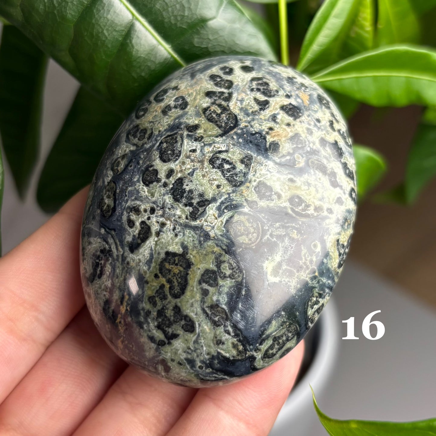 KAMBABA JASPER PALMSTONES
