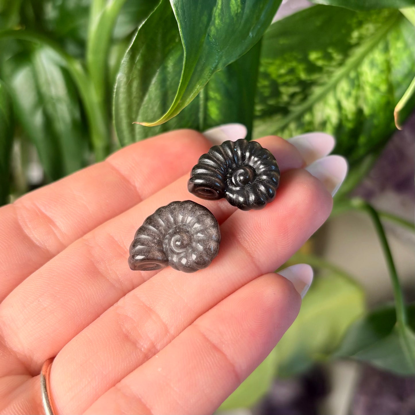 SILVER SHEEN OBSIDIAN CONCH