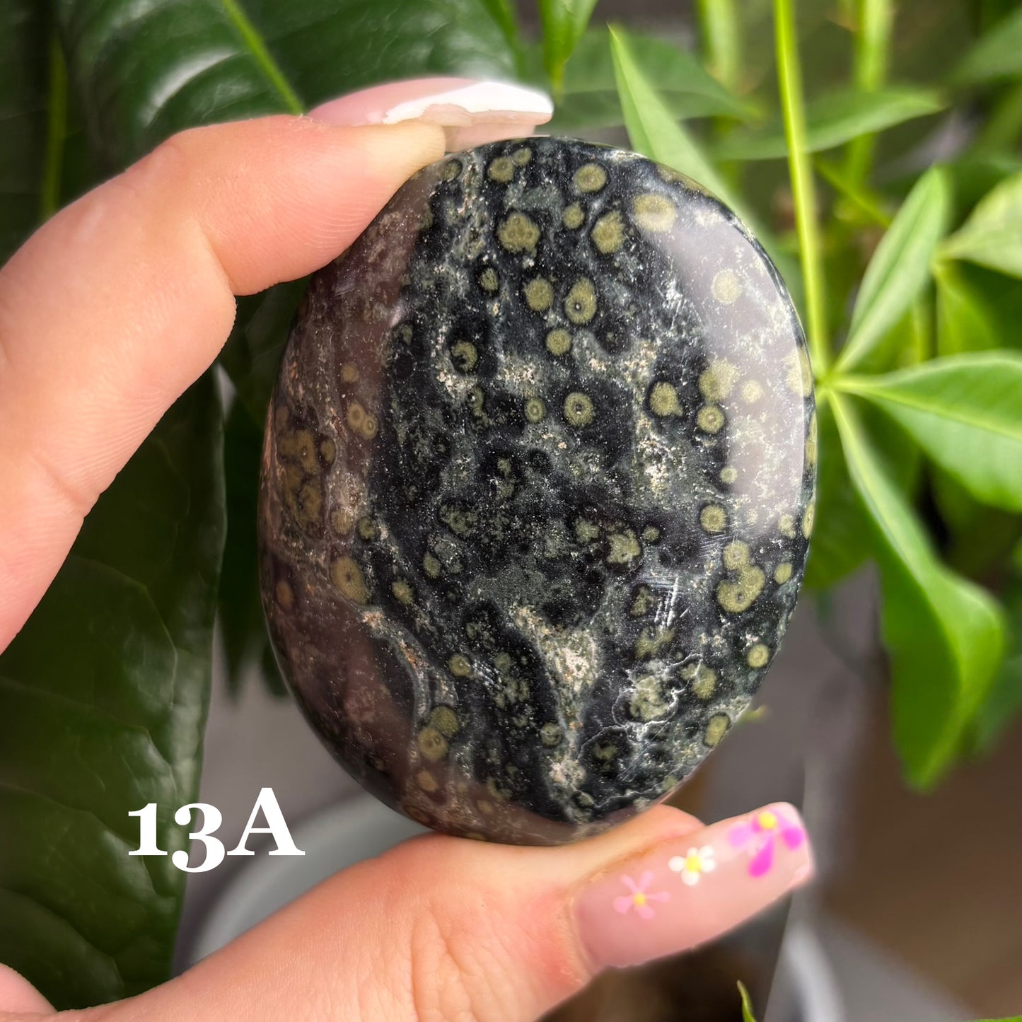 KAMBABA JASPER PALMSTONES
