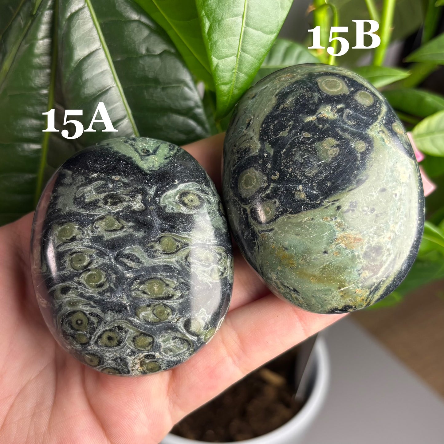 KAMBABA JASPER PALMSTONES
