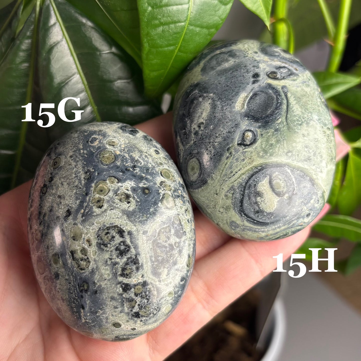 KAMBABA JASPER PALMSTONES