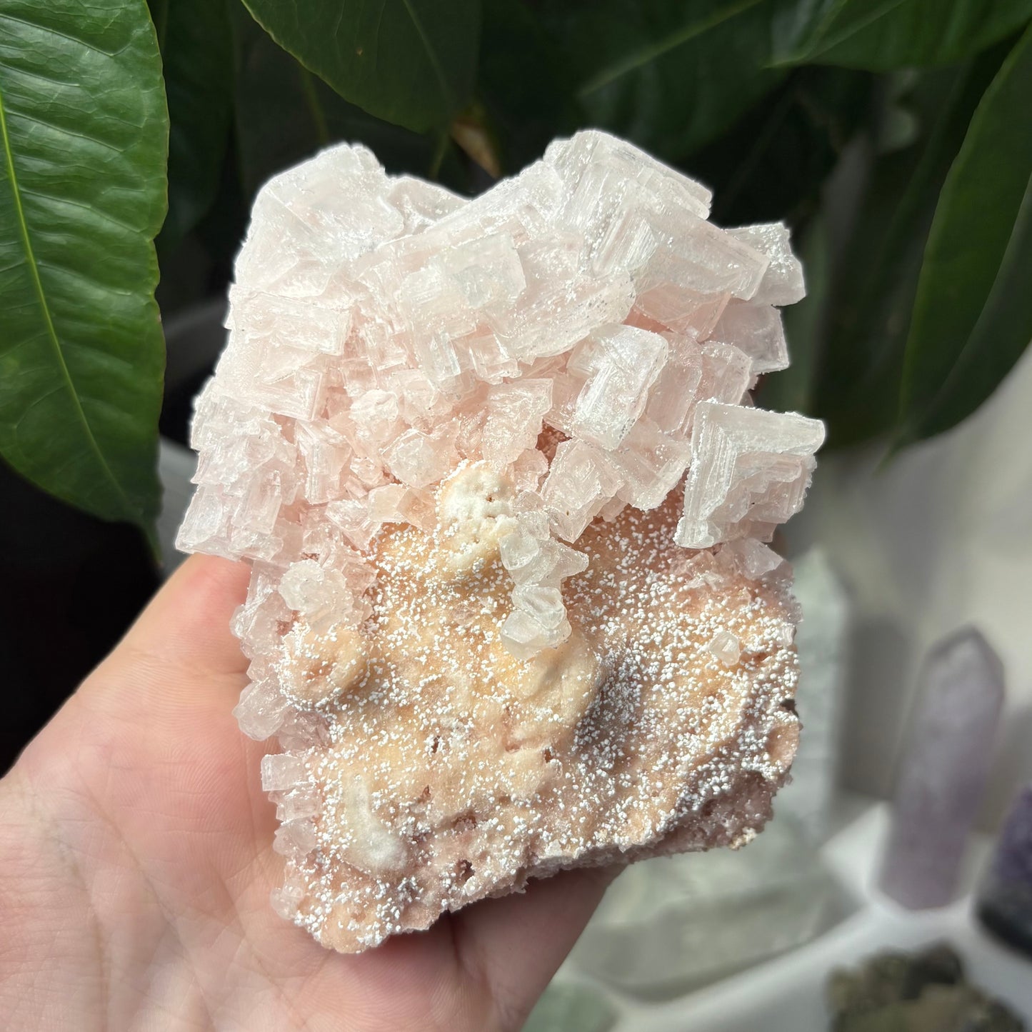 PINK HALITE SPECIMENS