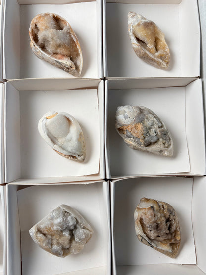 CRYSTALIZED SHELL