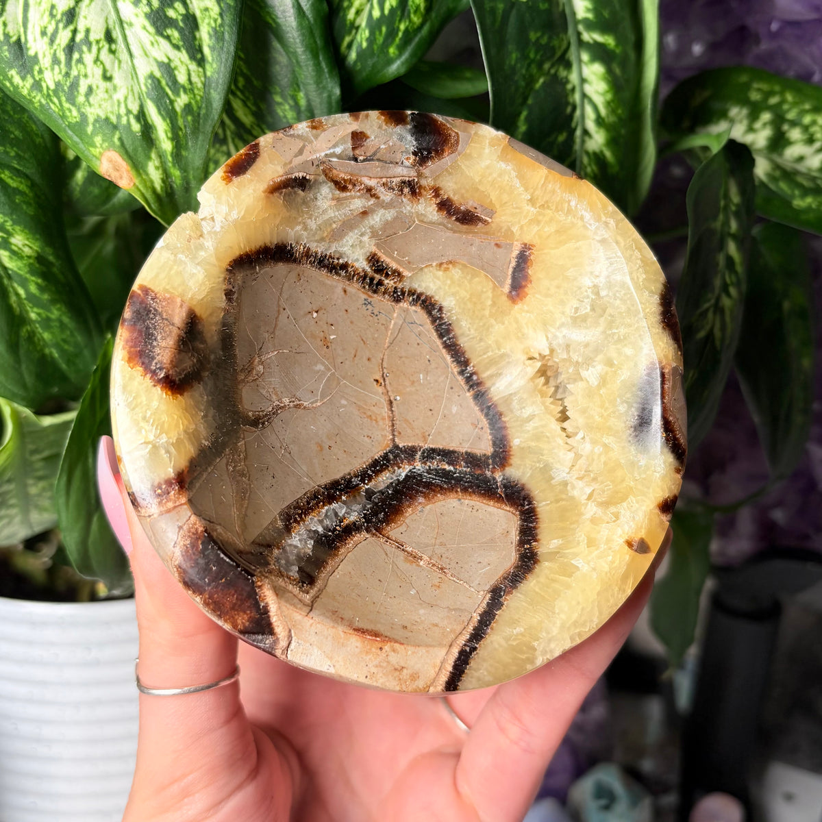 SEPTARIAN BOWLS