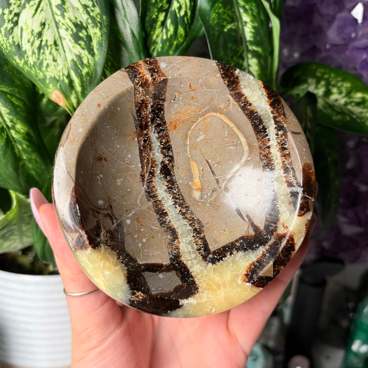 SEPTARIAN BOWLS