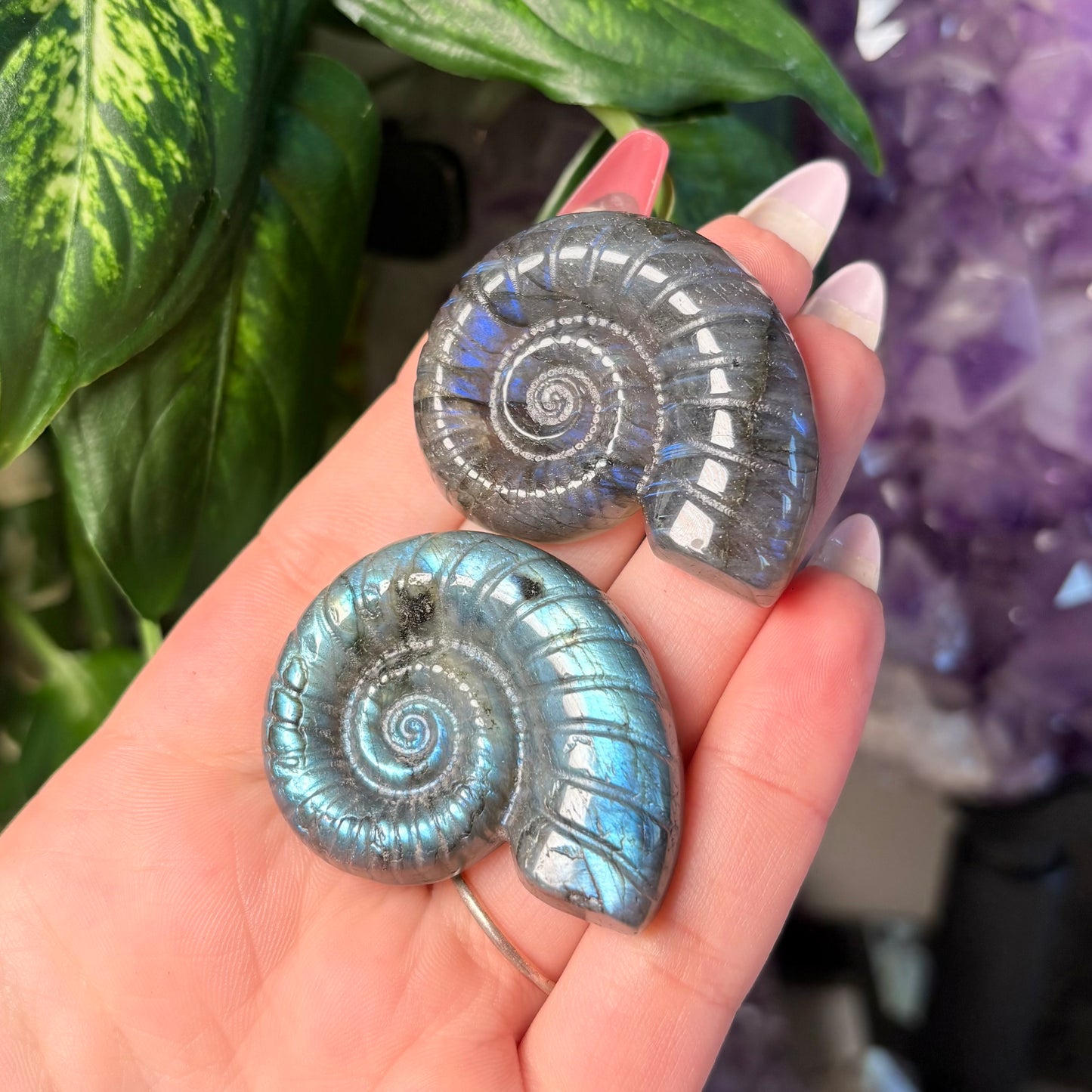 LABRADORITE AMMONITE