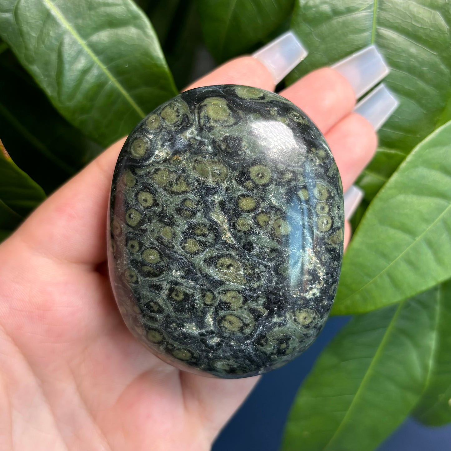 KAMBABA JASPER PALMSTONES