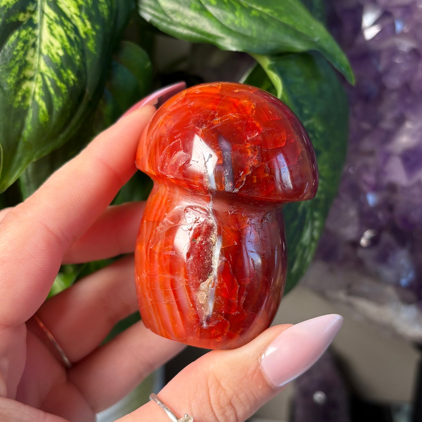 CARNELIAN MUSHROOM