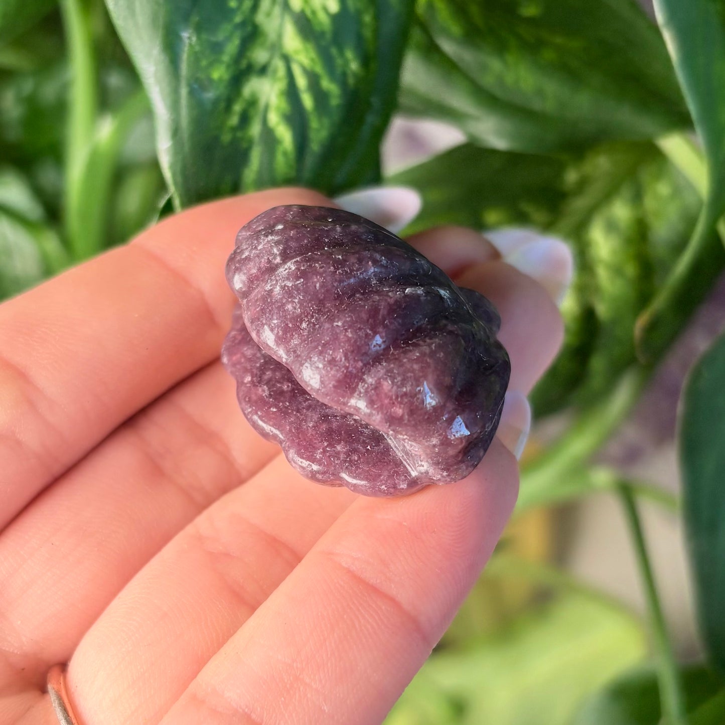 LEPIDOLITE CLAM