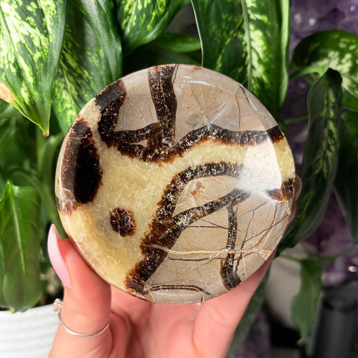 SEPTARIAN BOWLS
