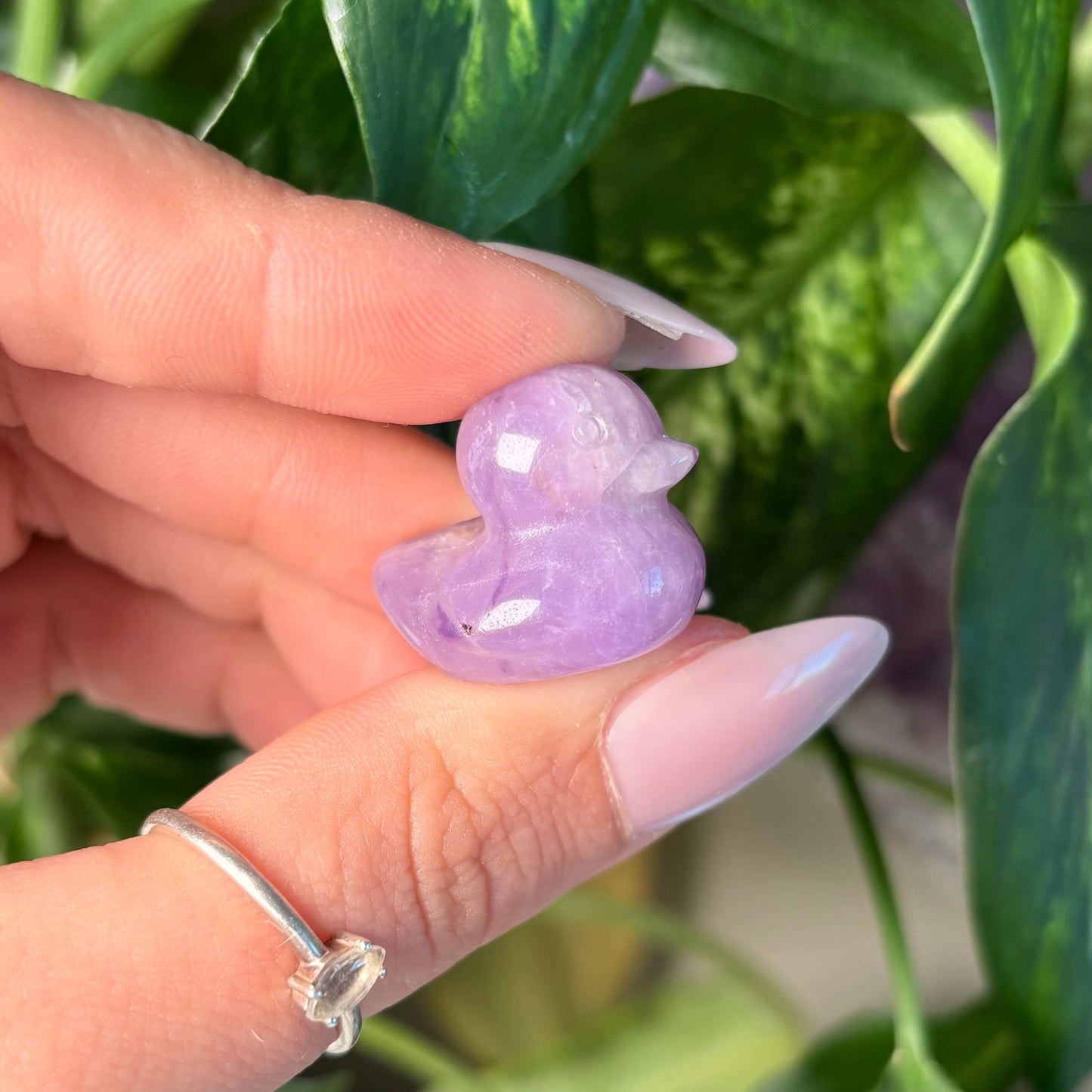 AMETHYST DUCK