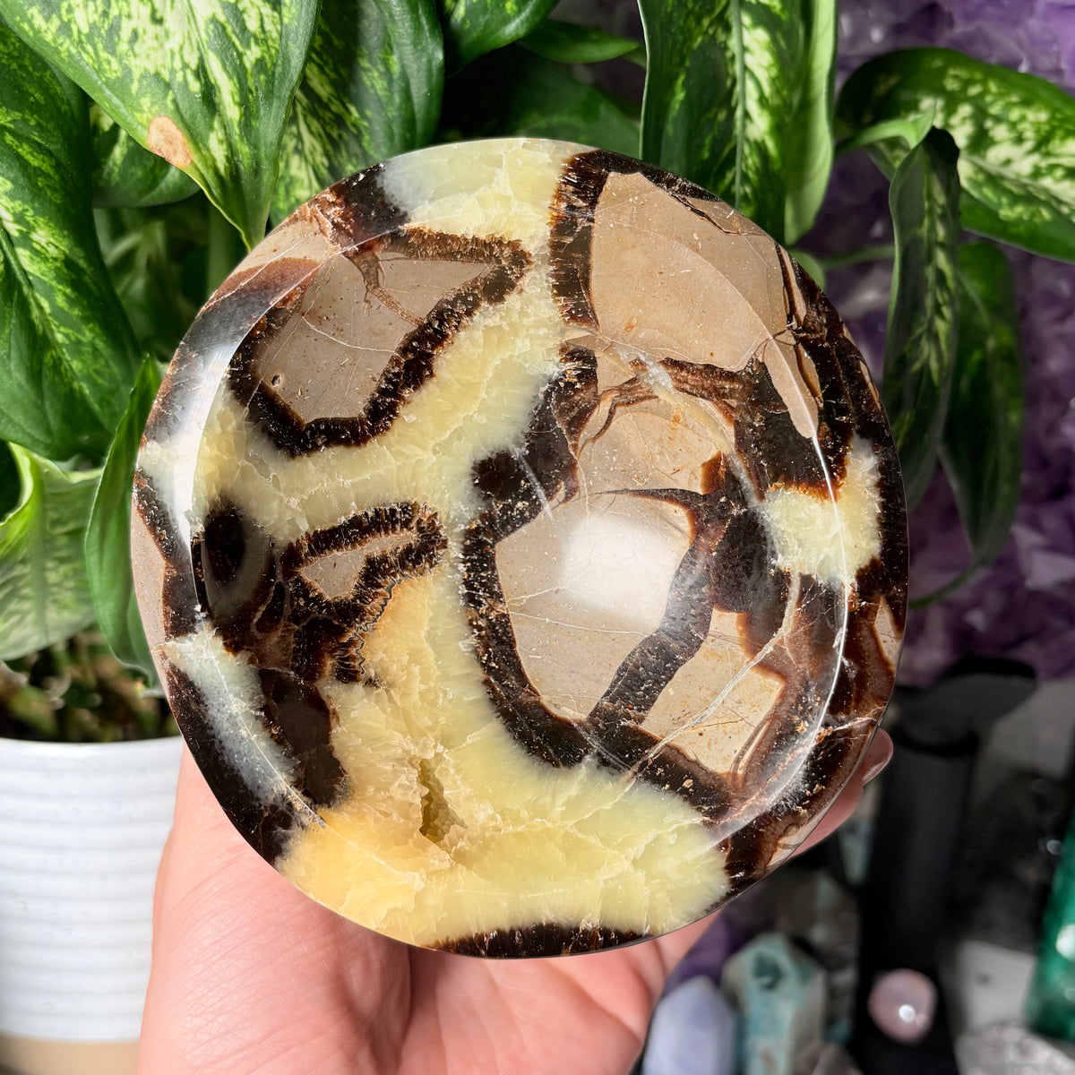 SEPTARIAN BOWLS