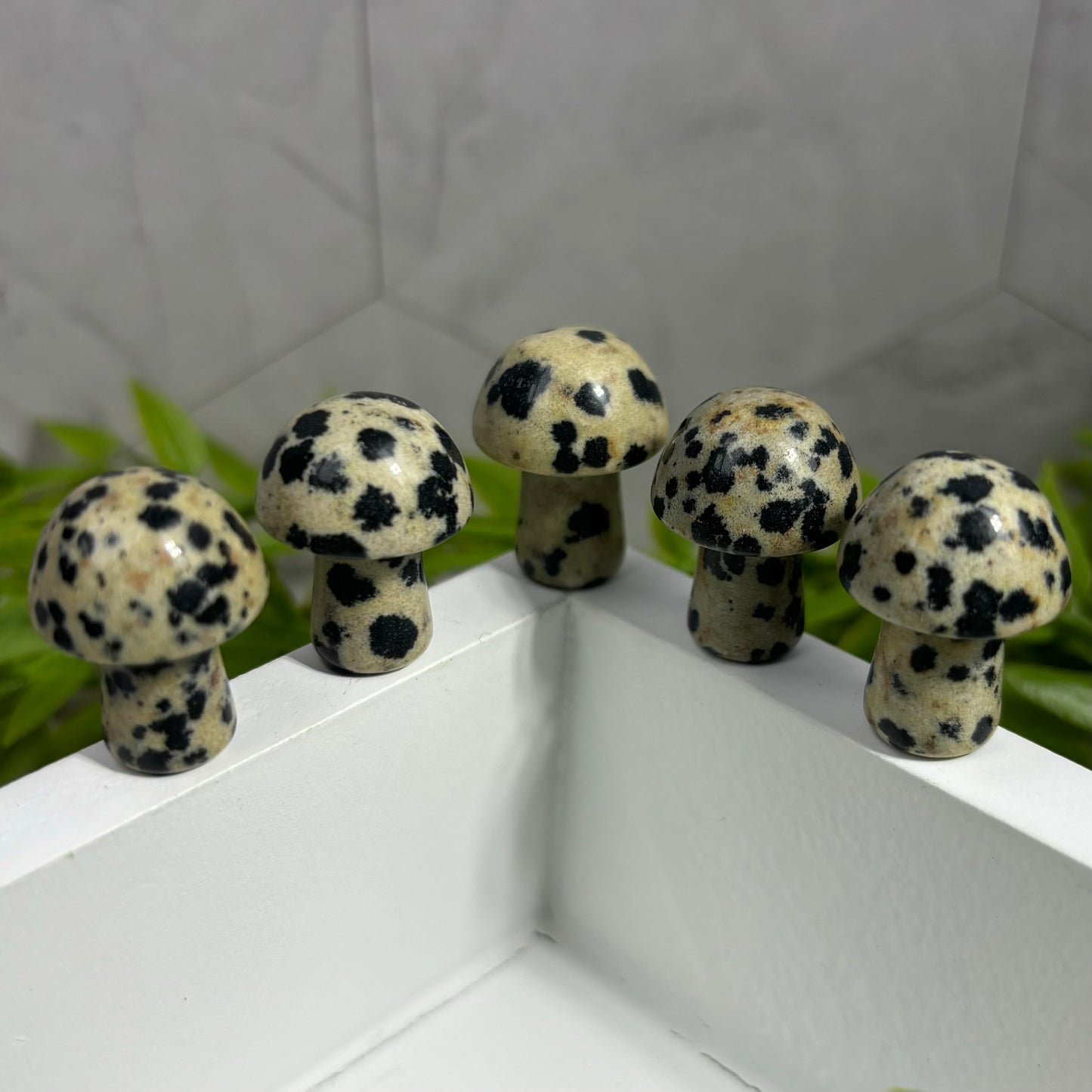 DALMATION JASPER MUSHROOM