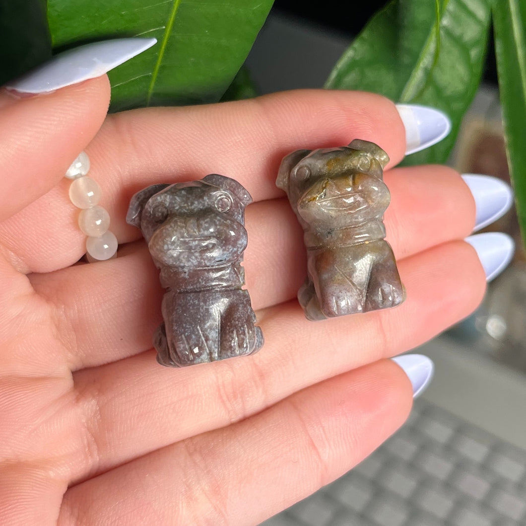 OCEAN JASPER DOG 🐶
