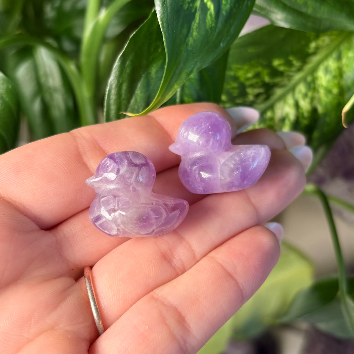 AMETHYST DUCK