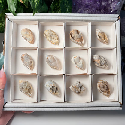 CRYSTALIZED SHELL