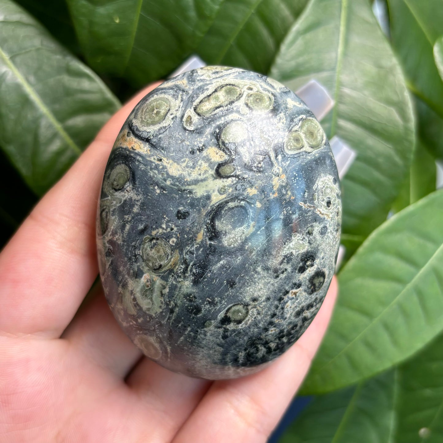 KAMBABA JASPER PALMSTONES