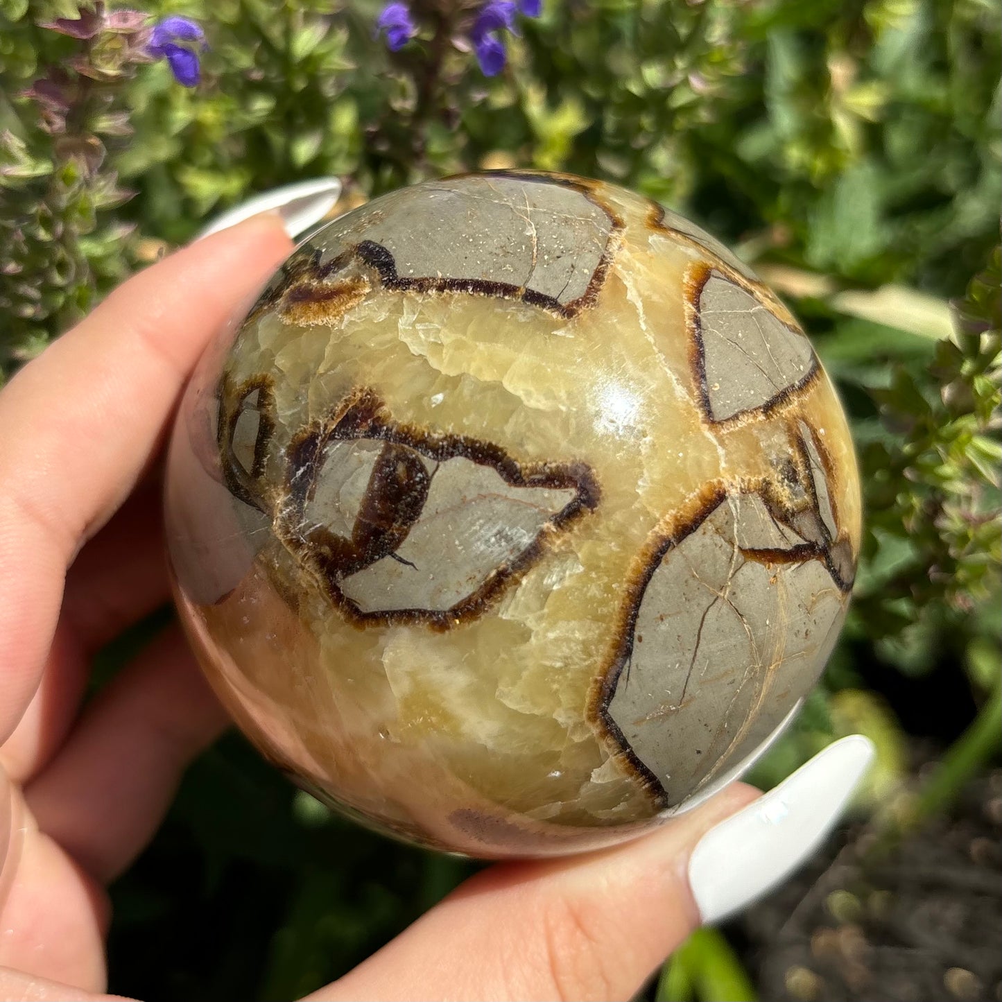 SEPTARIAN SPHERES