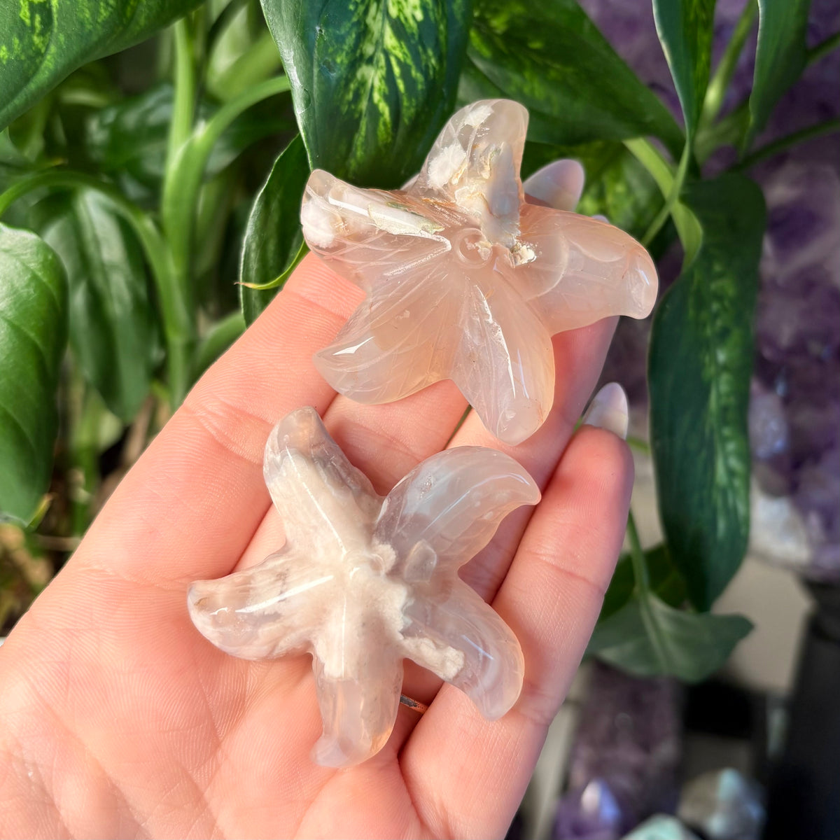 FLOWER AGATE STARFISH