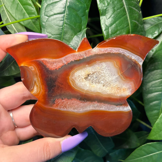 CARNELIAN BUTTERFLY