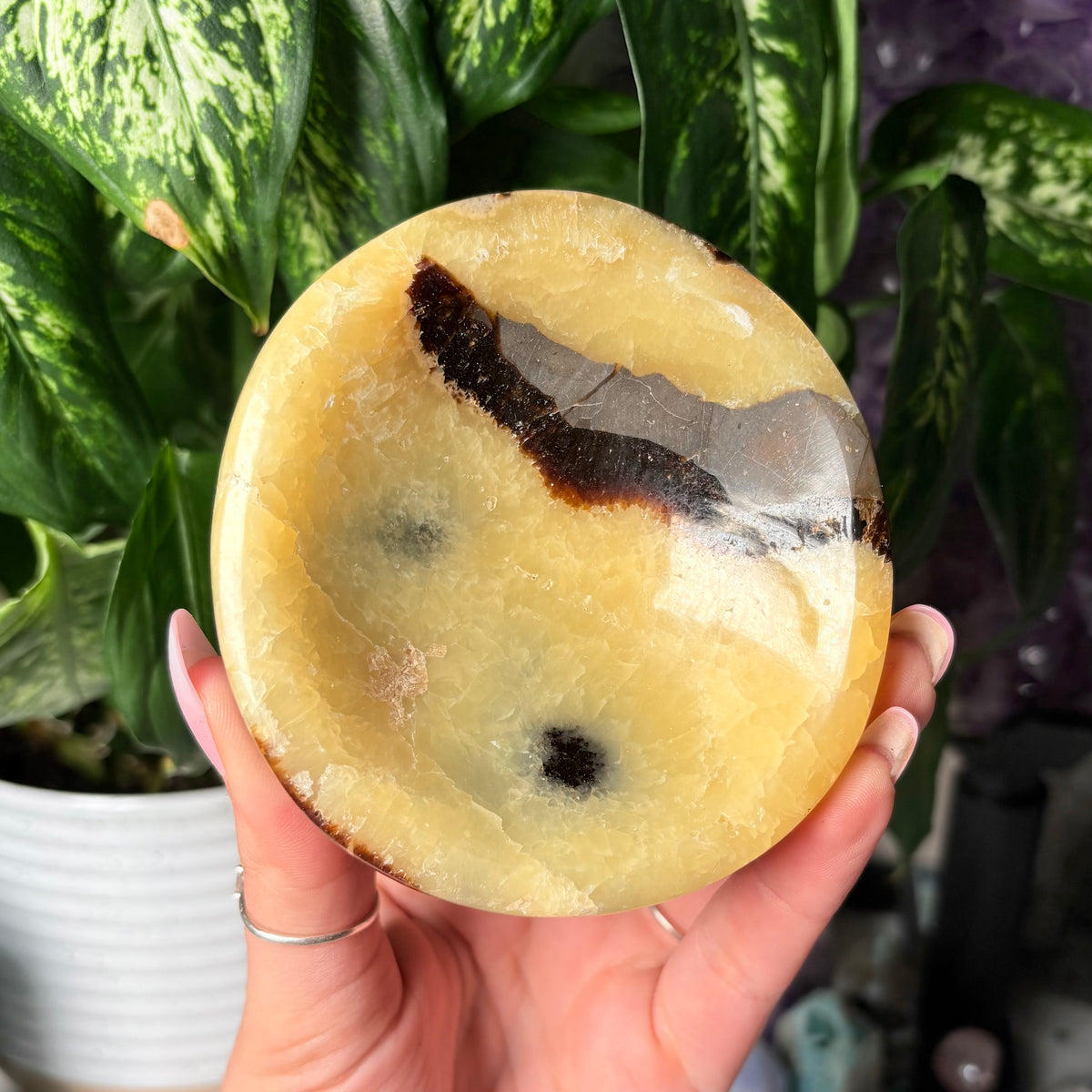 SEPTARIAN BOWLS