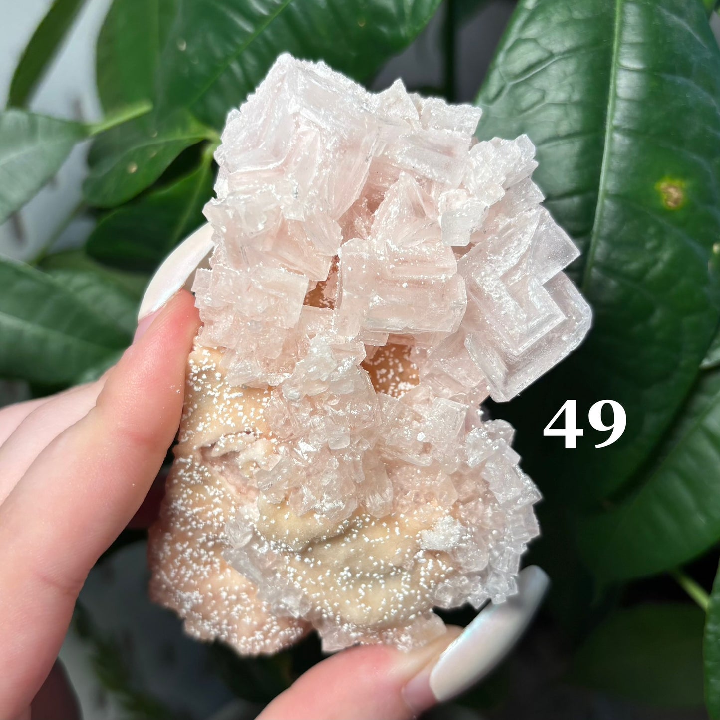 PINK HALITE SPECIMENS