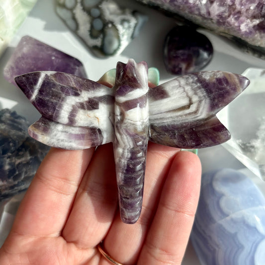 AMETHYST DRAGONFLY