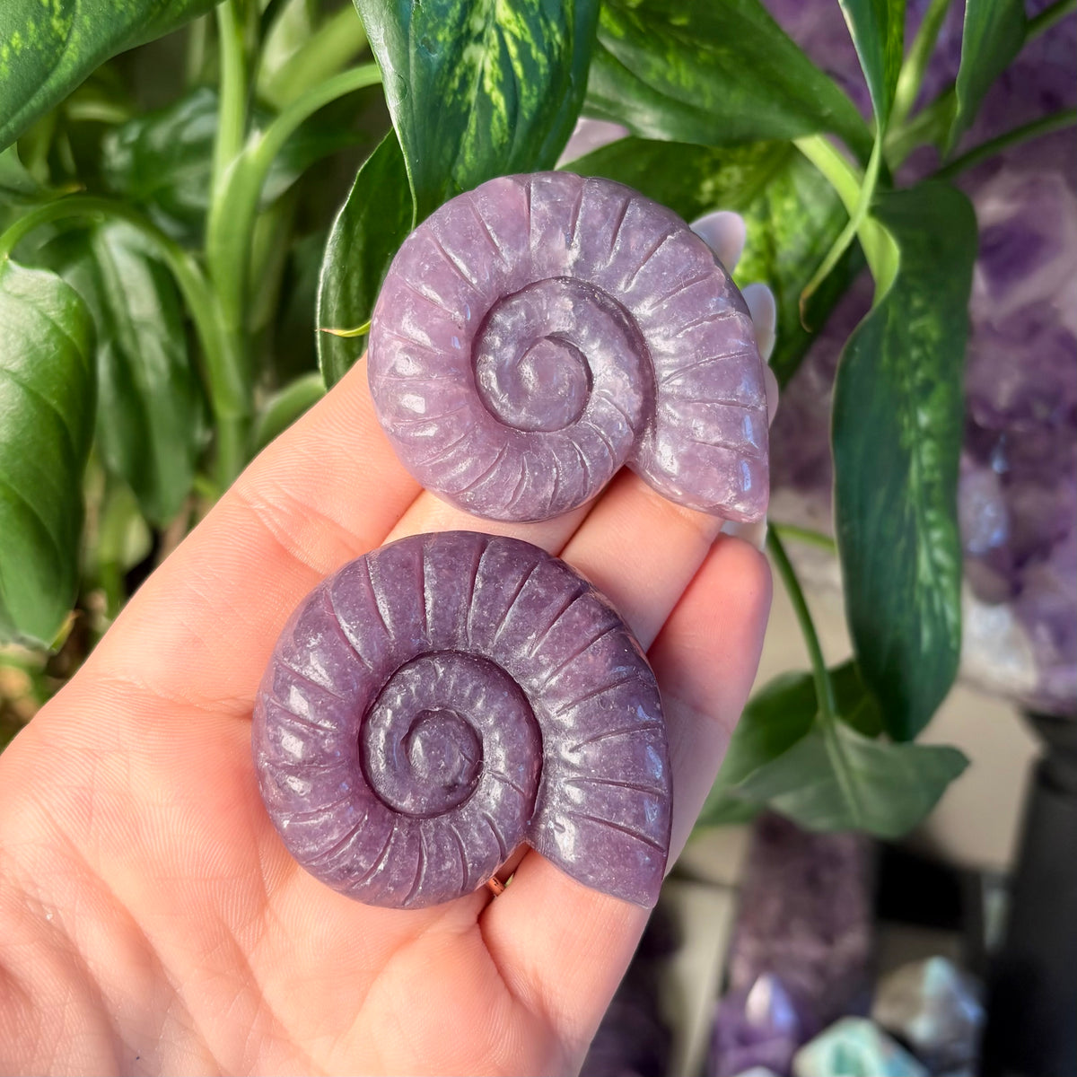 LEPIDOLITE AMMONITE