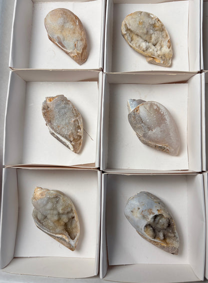 CRYSTALIZED SHELL