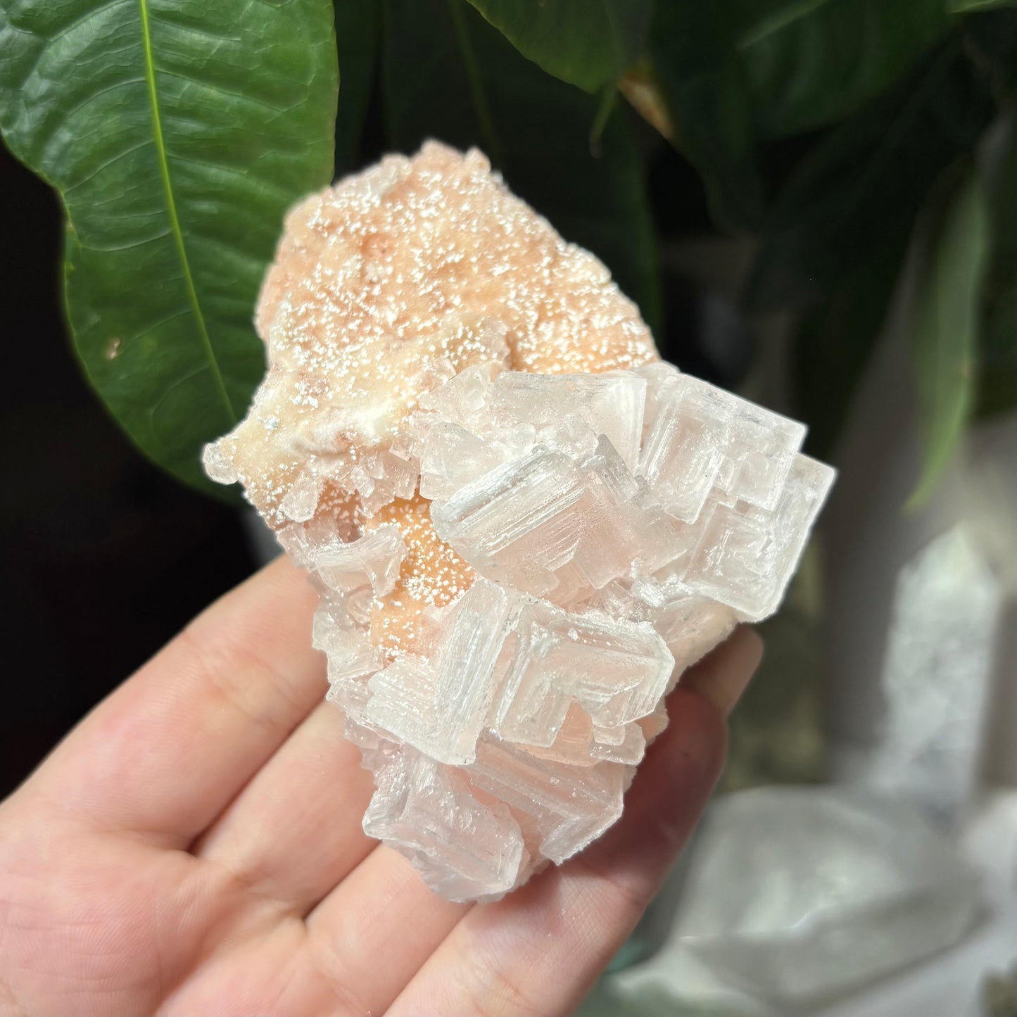 PINK HALITE SPECIMENS