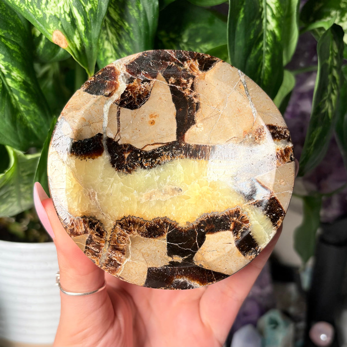 SEPTARIAN BOWLS