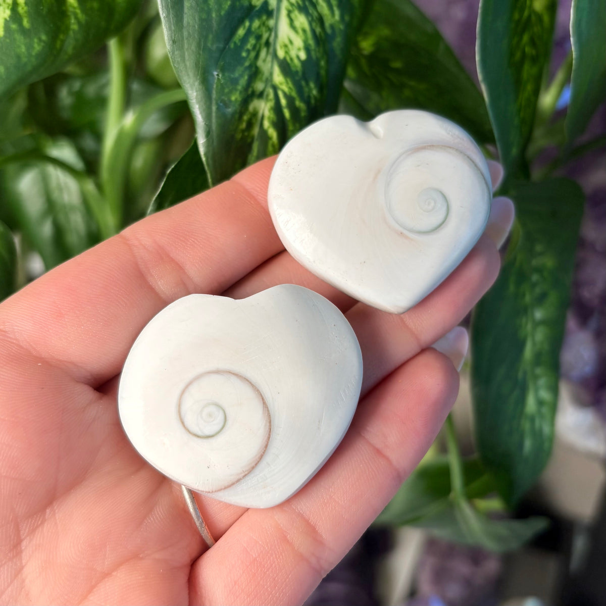 SHIVA SHELL HEART
