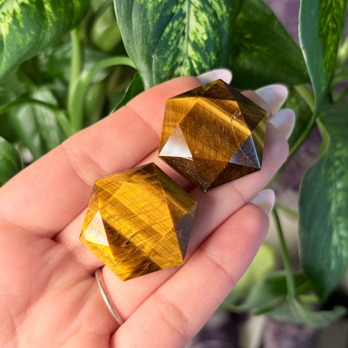TIGERS EYE GUSHER