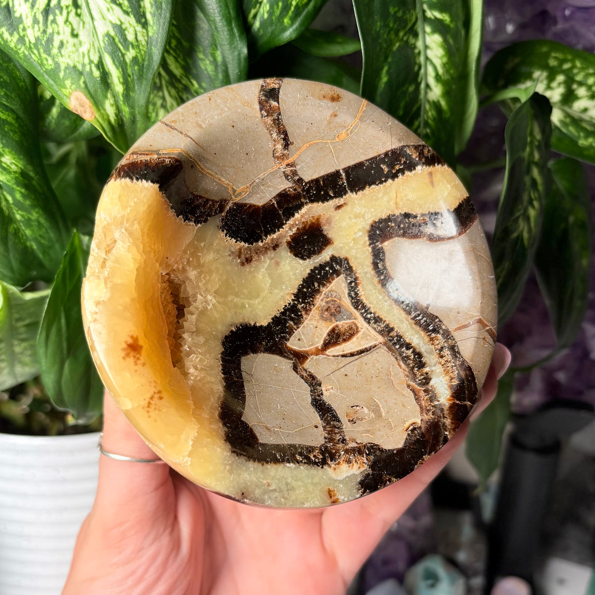 SEPTARIAN BOWLS