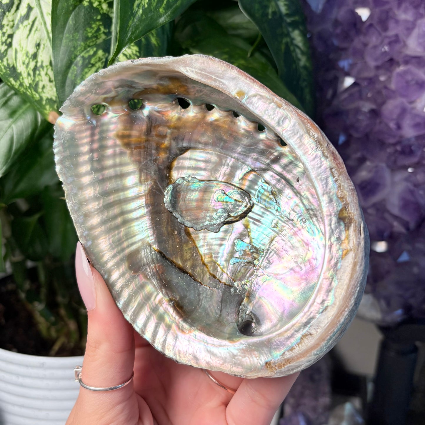ABALONE SHELL BOWL