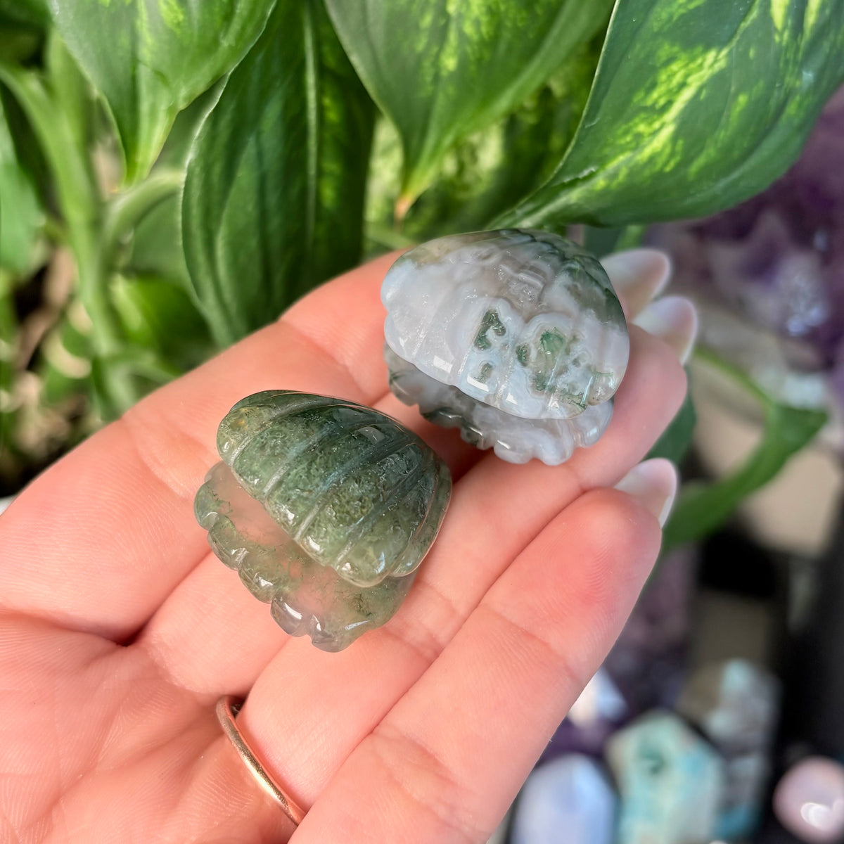 MOSS AGATE CLAM