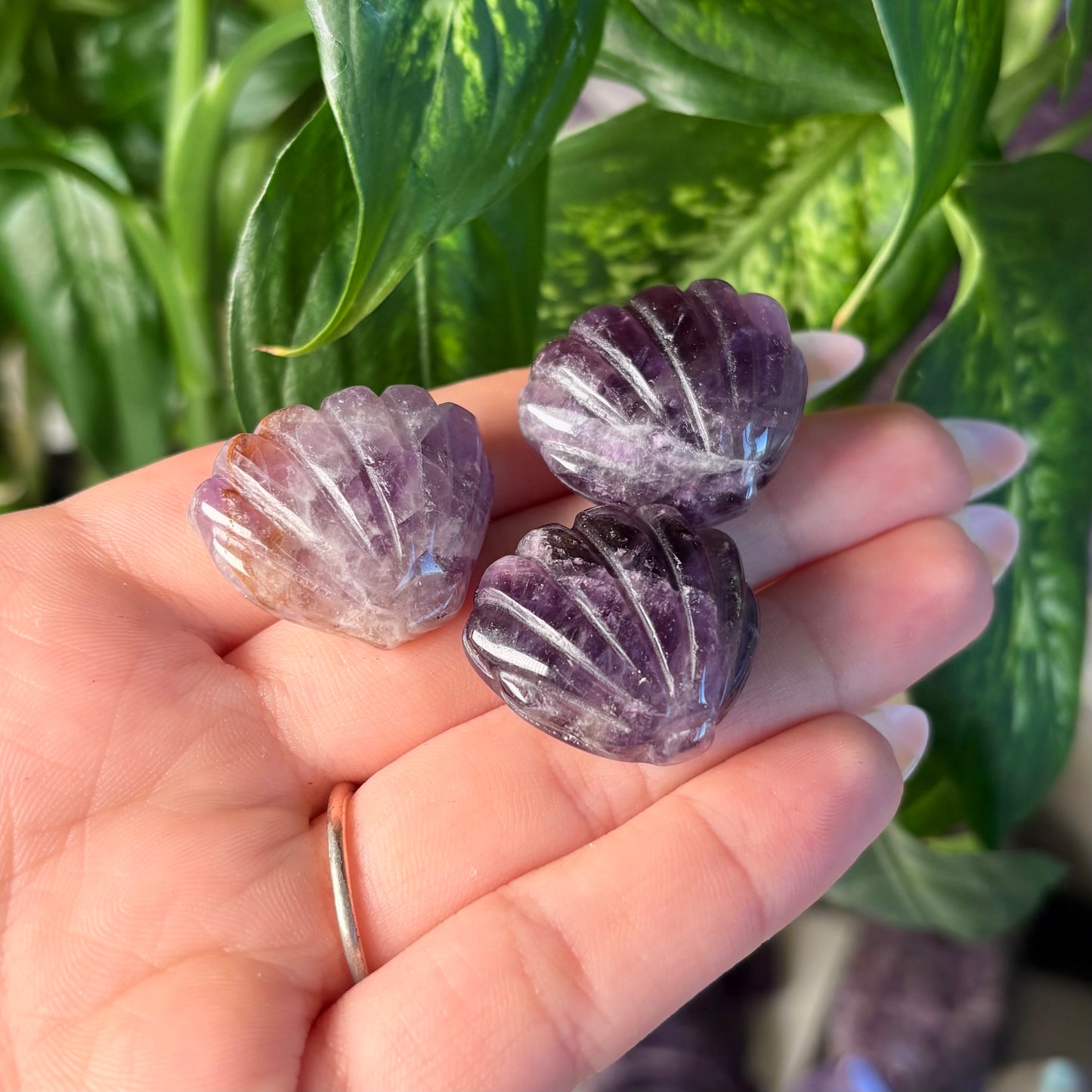AMETHYST CLAM