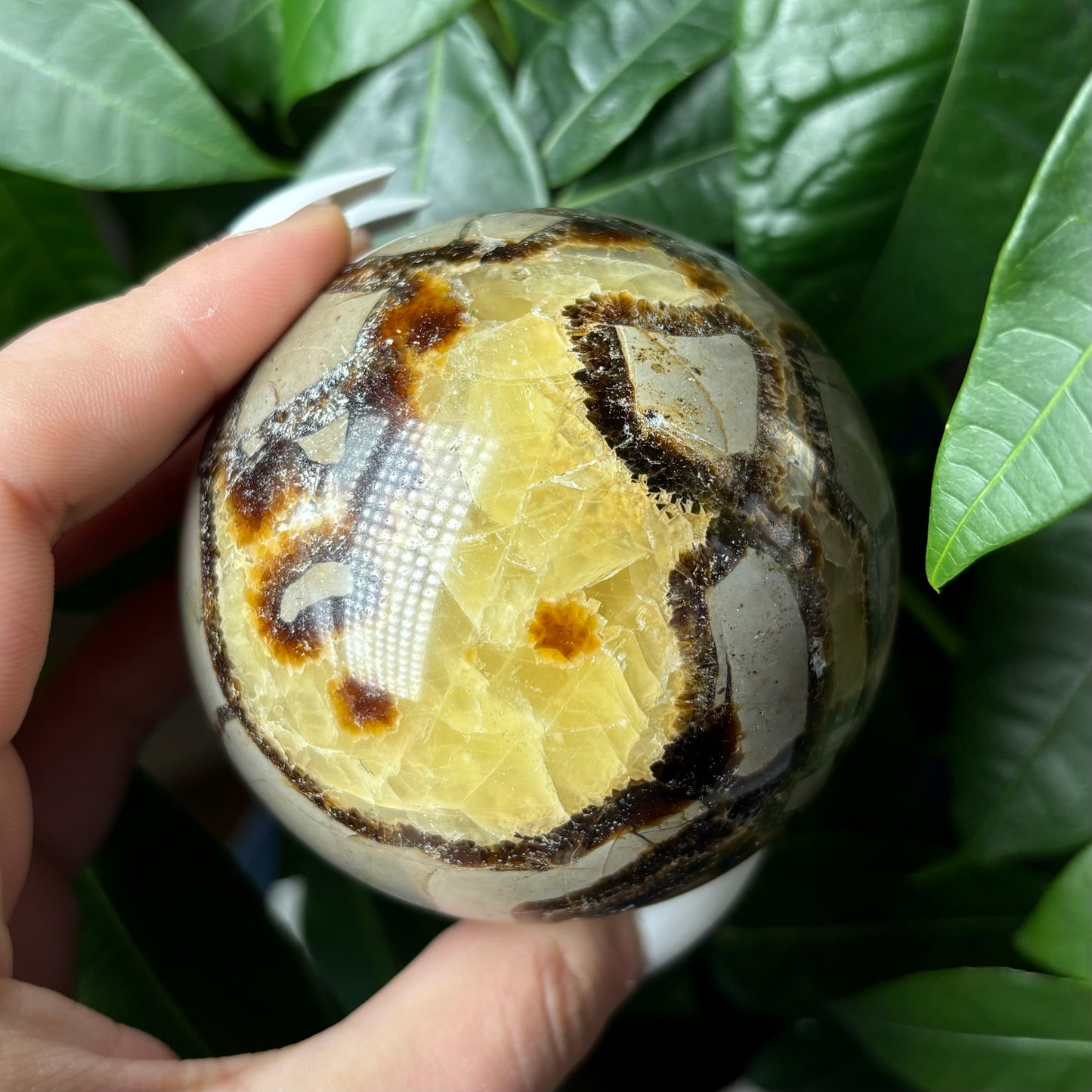 SEPTARIAN SPHERES